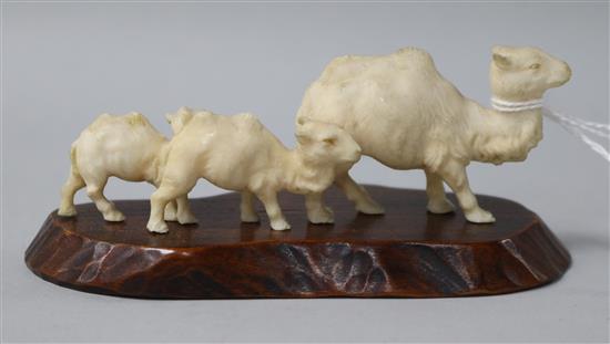 A Japanese carved ivory group of three camels